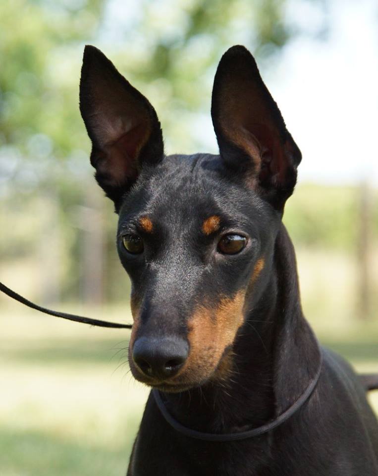 Shilo, Manchester terrier from Moonshadows Kennel.