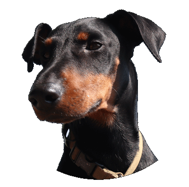 Manchester terrier's head.