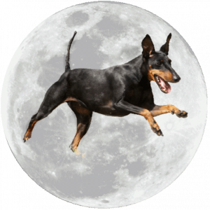 Moonshadows kennel