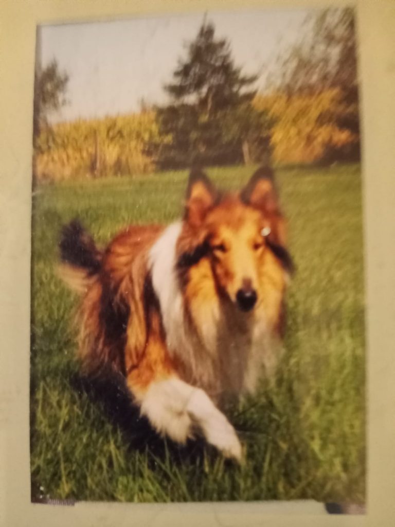 Moglie, my first Collie dog.