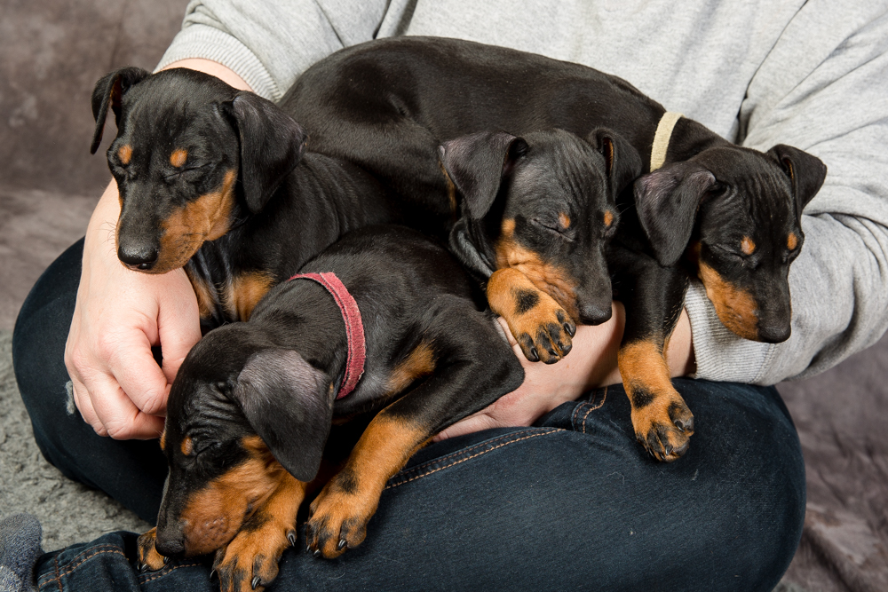 Manchester Terrier Puppies Moonshadows Kennel