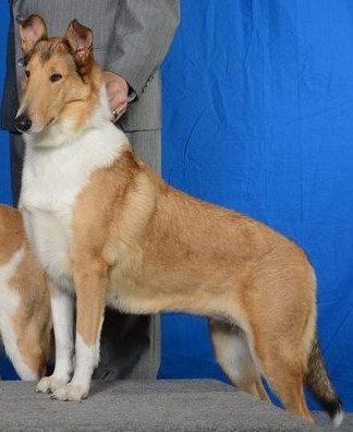 Lady, smooth haired collie - Moonshadows Kennel.