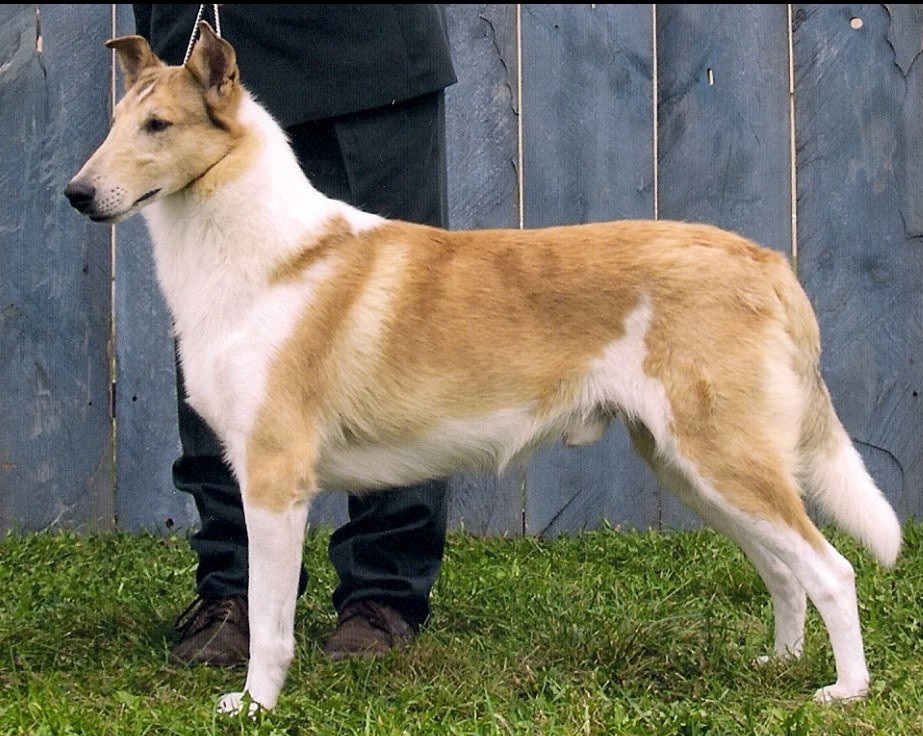 Cooper, smooth haired collie - Moonshadows Kennel.