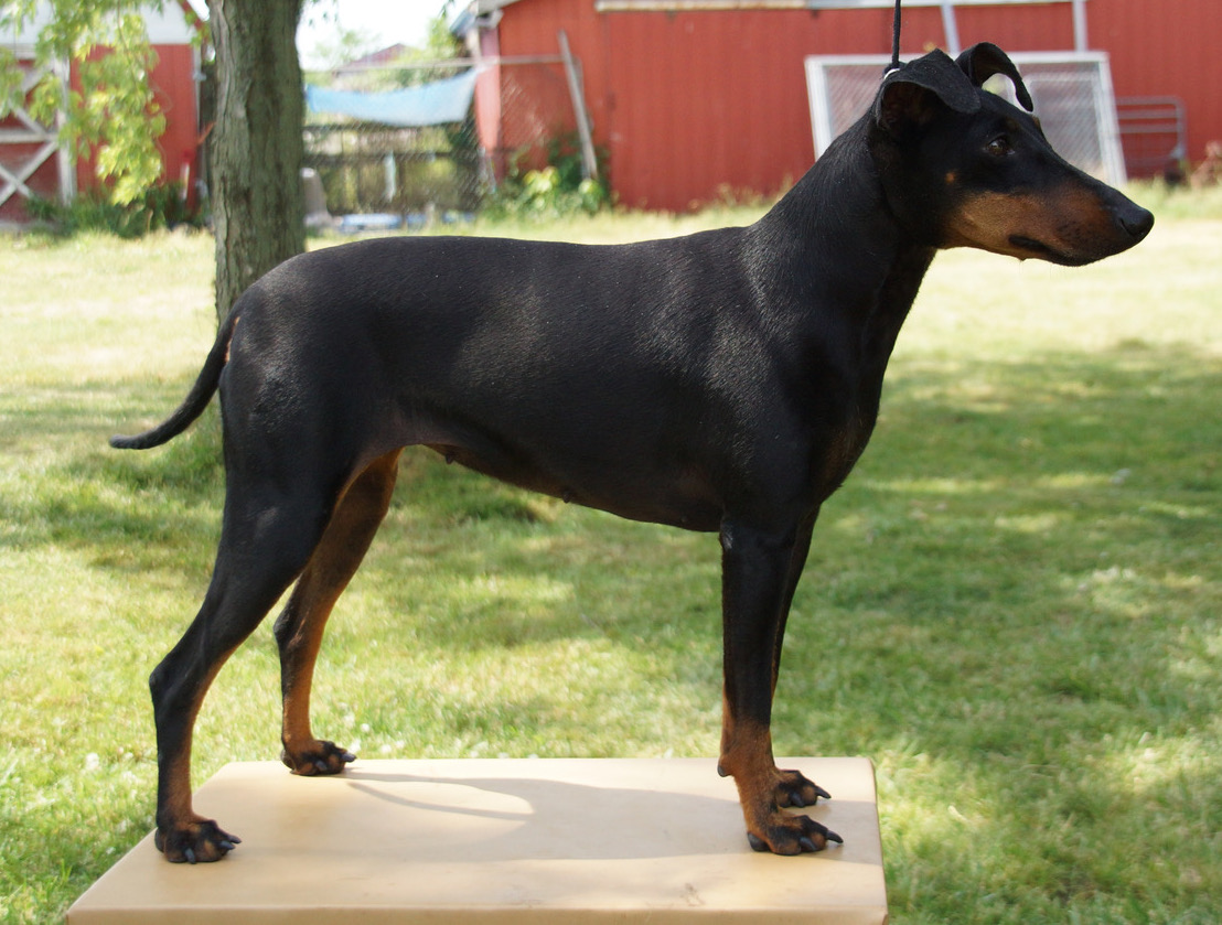 Naomi, Moonshadows Kennel Manchester terrier.