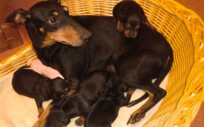 Manchester terrier puppies planned for 2025