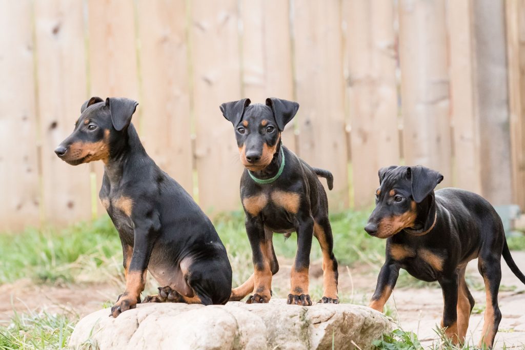 Manchester Terrier puppies - Moonshadows Kennel.