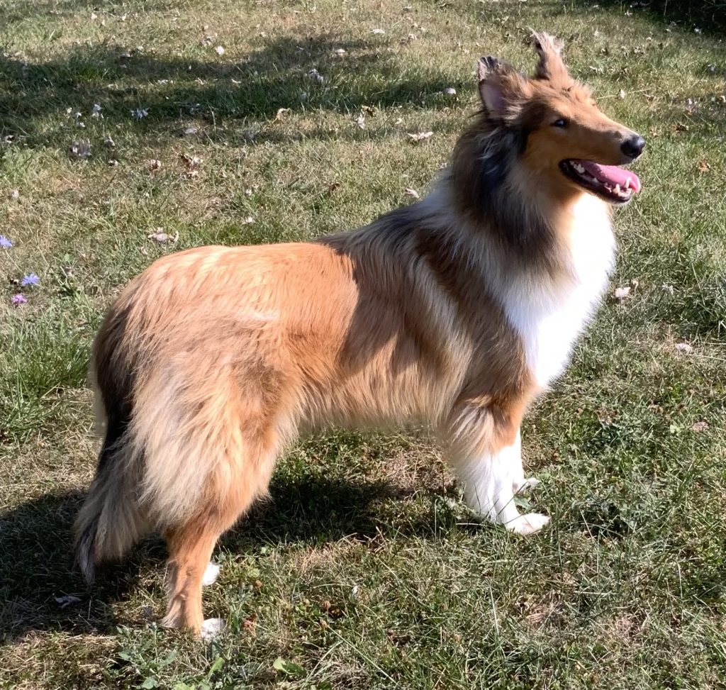 Rough collie - Moonshadows Kennel.