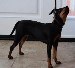 Abigail, Manchester terrier from Moonshadows Kennel.