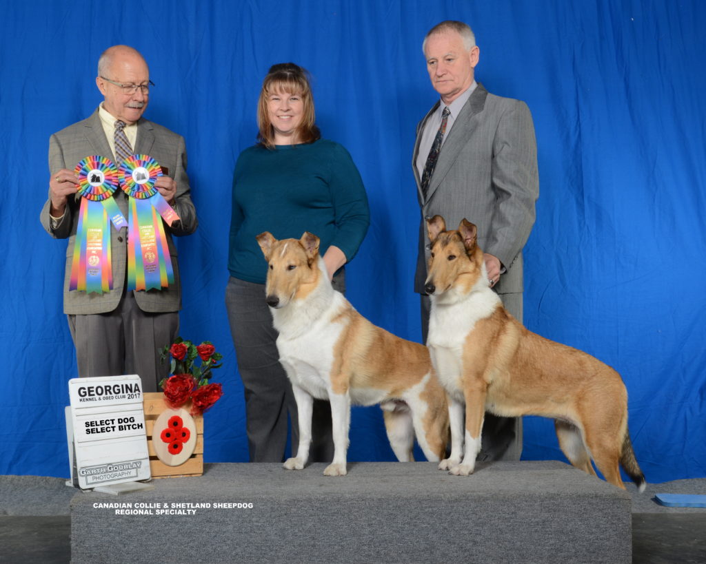 Moonshadows kennel collies : Jodi with Coope, Simon with Lady