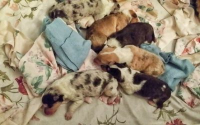 Rough and Smooth Collie puppies to be born July 23, 2023