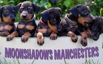 Manchester Terrier puppies planned for 2024
