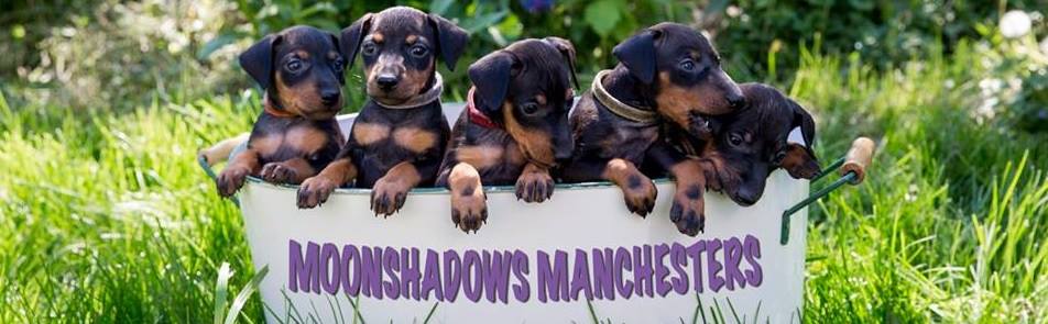 Manchester Terrier puppies planned for 2024