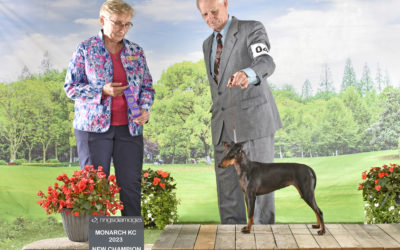 Moonshadows Manchester Terriers at the Monarch Dog Show in Dorchester