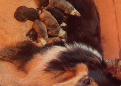 Rain with her puppies, July 2023