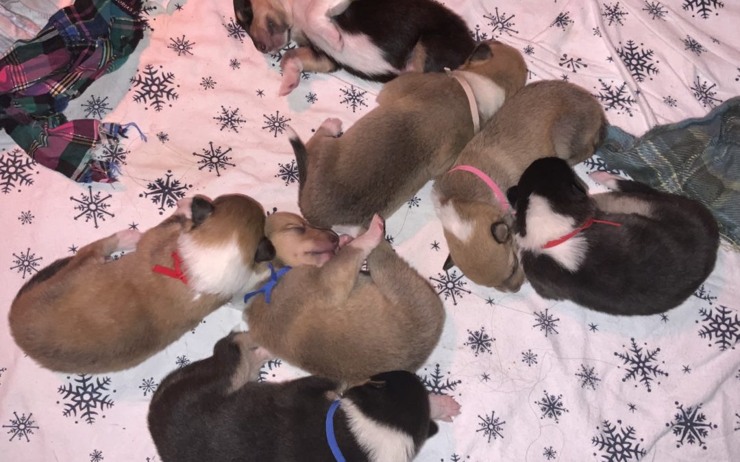 Rough and Smooth Collie puppies are here!