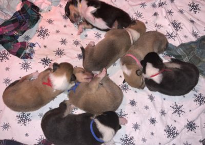 collie puppies