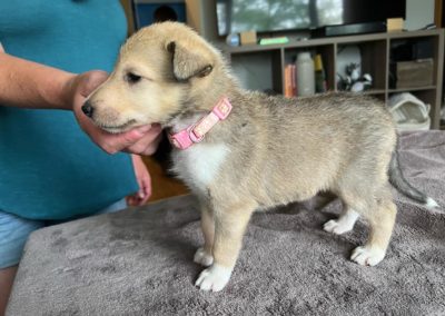 Collie puppies available for adoption - Moonshadows kennel.