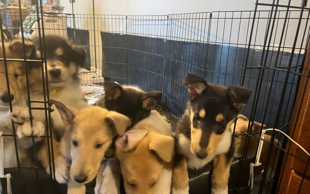 Collie puppies still available