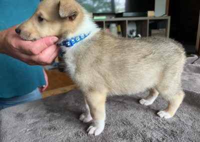 Collie puppies available for adoption - Moonshadows kennel.