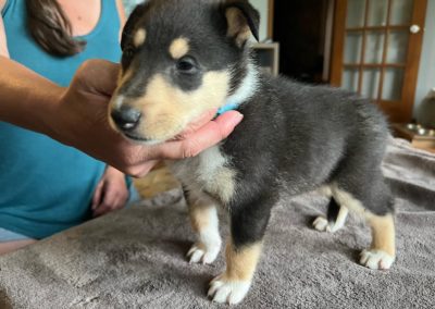 Collie puppies available for adoption - Moonshadows kennel.