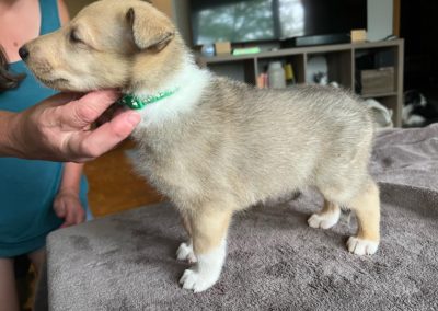 Collie puppies available for adoption - Moonshadows kennel.
