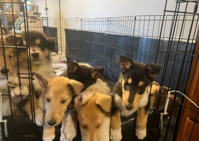 collie puppies available for adoption.