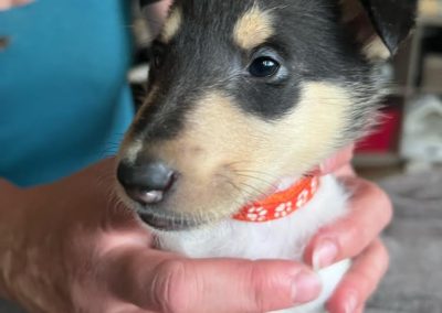 Collie puppies available for adoption - Moonshadows kennel.