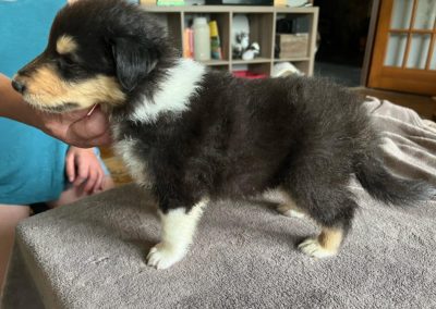 Collie puppies available for adoption - Moonshadows kennel.