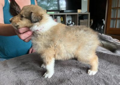 Collie puppies available for adoption - Moonshadows kennel.