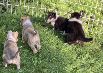 Collie puppies available for adoption - Moonshadows kennel.