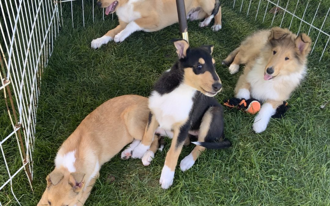 Collie puppies available
