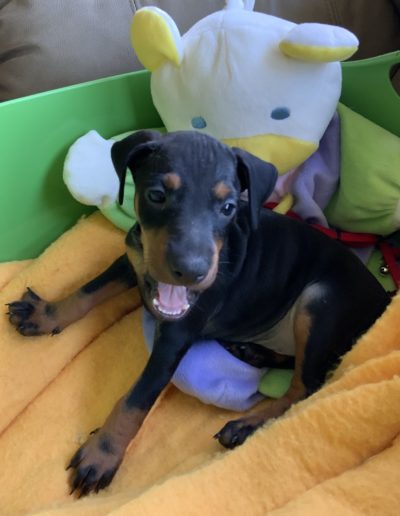 Manchester Terrier puppy.