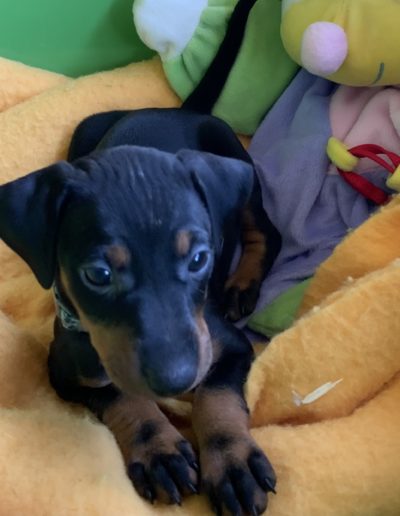Manchester Terrier puppy.