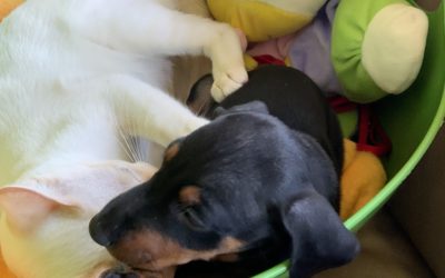 Taking applications for spring/summer 2025 Manchester terrier puppies