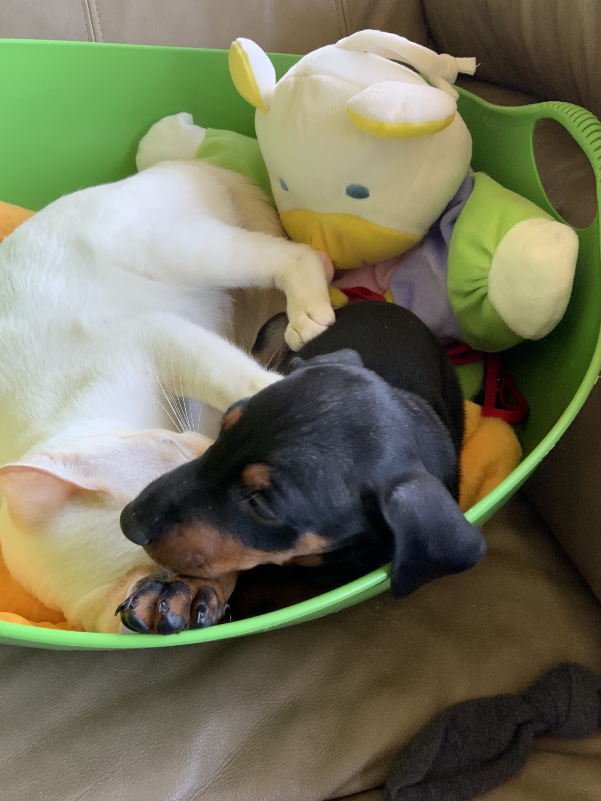 Manchester Terrier puppy.