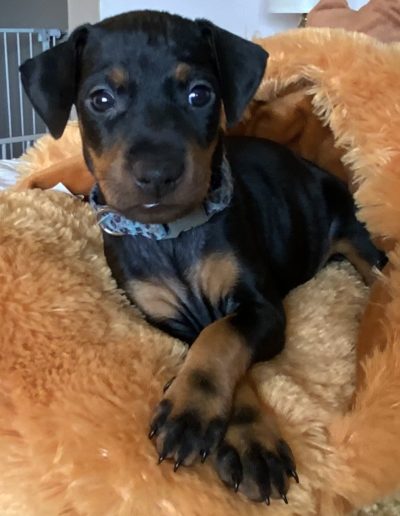 Manchester Terrier puppy.