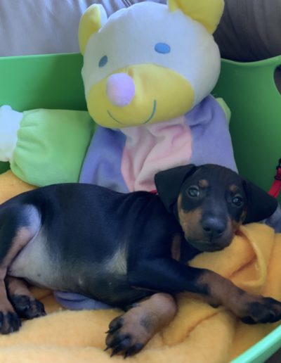 Manchester Terrier puppy.
