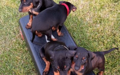 Manchester terrier breedings for 2025
