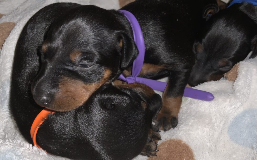 All 2025 puppies have homes!