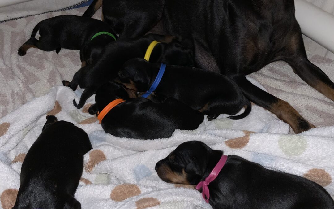 Manchester terrier 2025 new litter