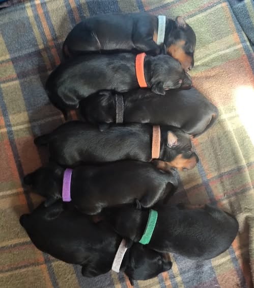 We are excited to announce 3 planned litters of Moonshadows Kennel.