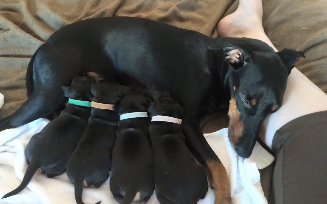 3 planned litters for 2026